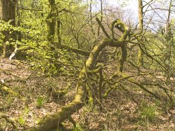 IMGP7285_Vaeltet_trae